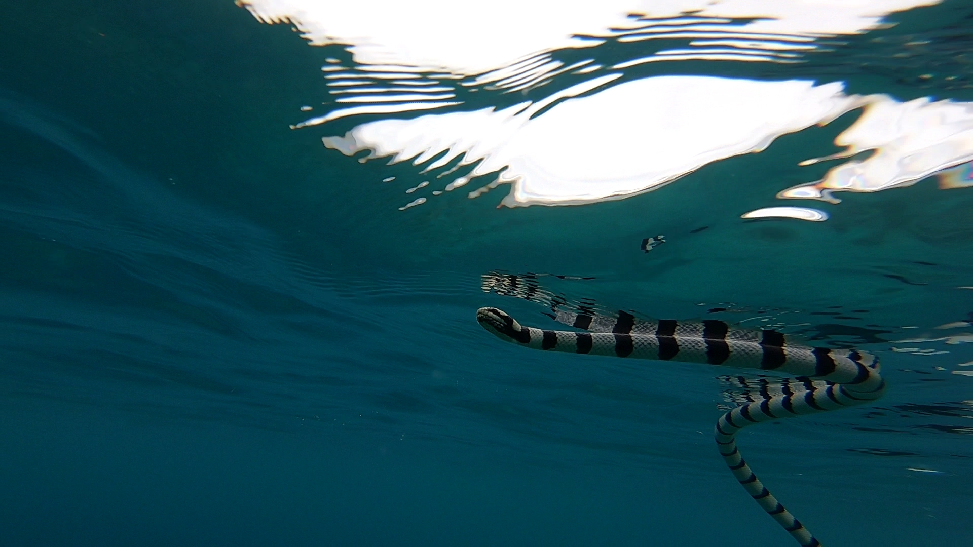 Name:  seasnake-1.jpg
Views: 358
Size:  1,014.5 KB