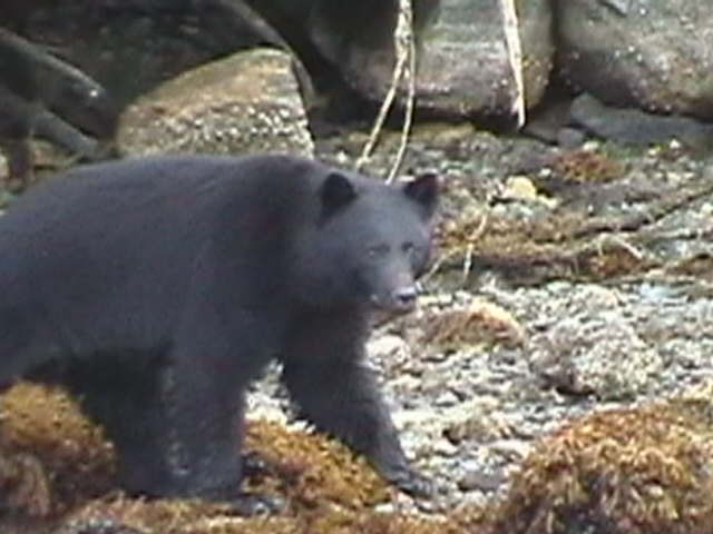 Name:  IMGA0244.JPG
Views: 2056
Size:  42.1 KB