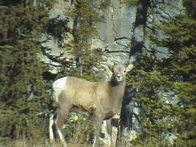Name:  IMGA0250.JPG
Views: 2325
Size:  56.2 KB