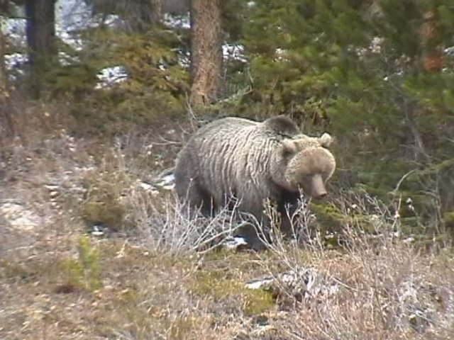 Name:  IMGA0266.JPG
Views: 1974
Size:  55.4 KB