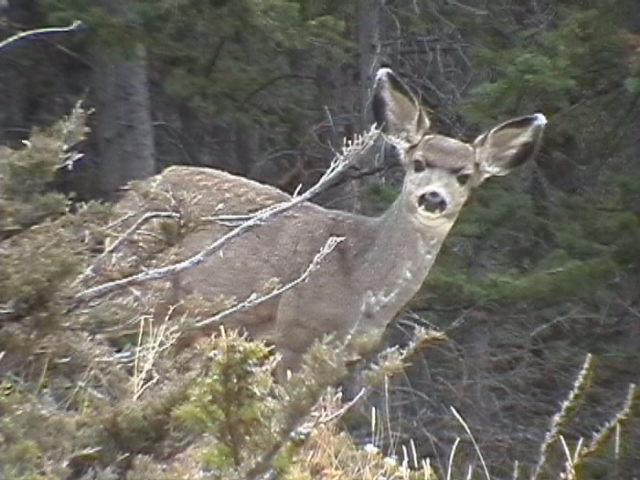 Name:  IMGA0271.JPG
Views: 2055
Size:  65.4 KB