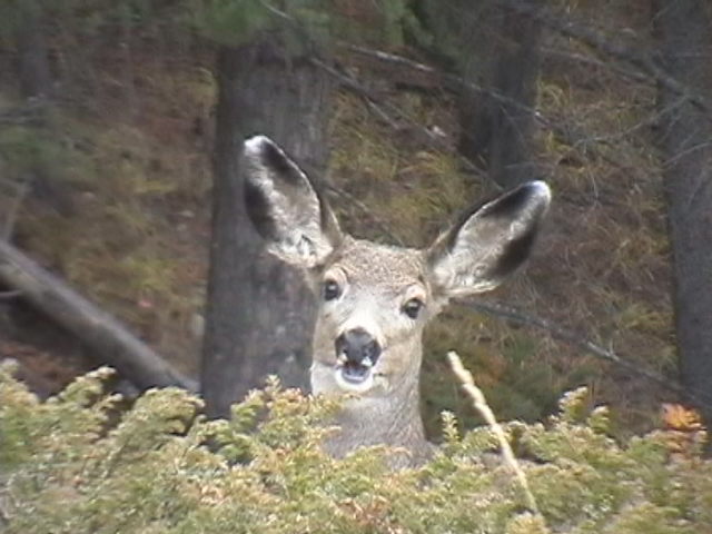 Name:  IMGA0280.JPG
Views: 2041
Size:  57.5 KB