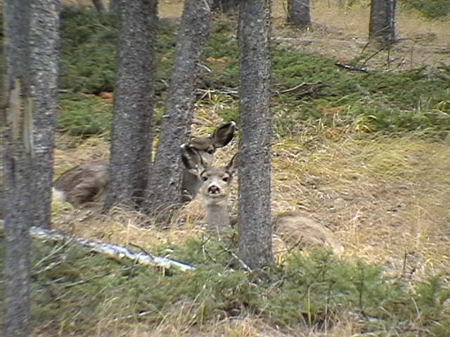 Name:  IMGA0073.JPG
Views: 2251
Size:  64.4 KB