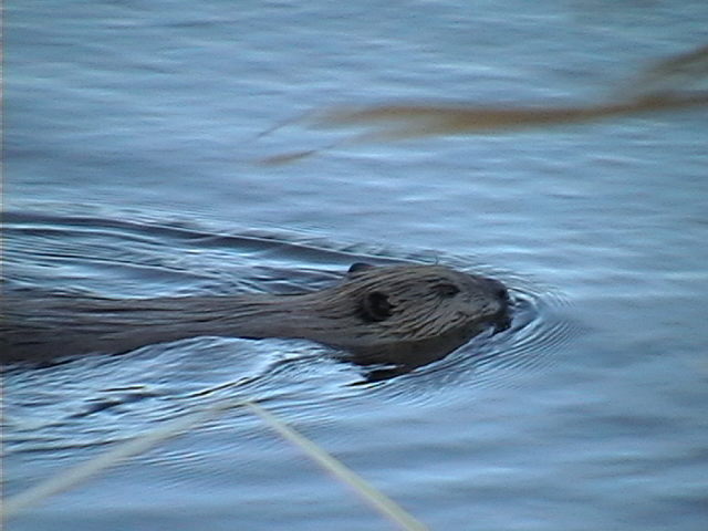 Name:  IMGA0087.JPG
Views: 2104
Size:  52.2 KB