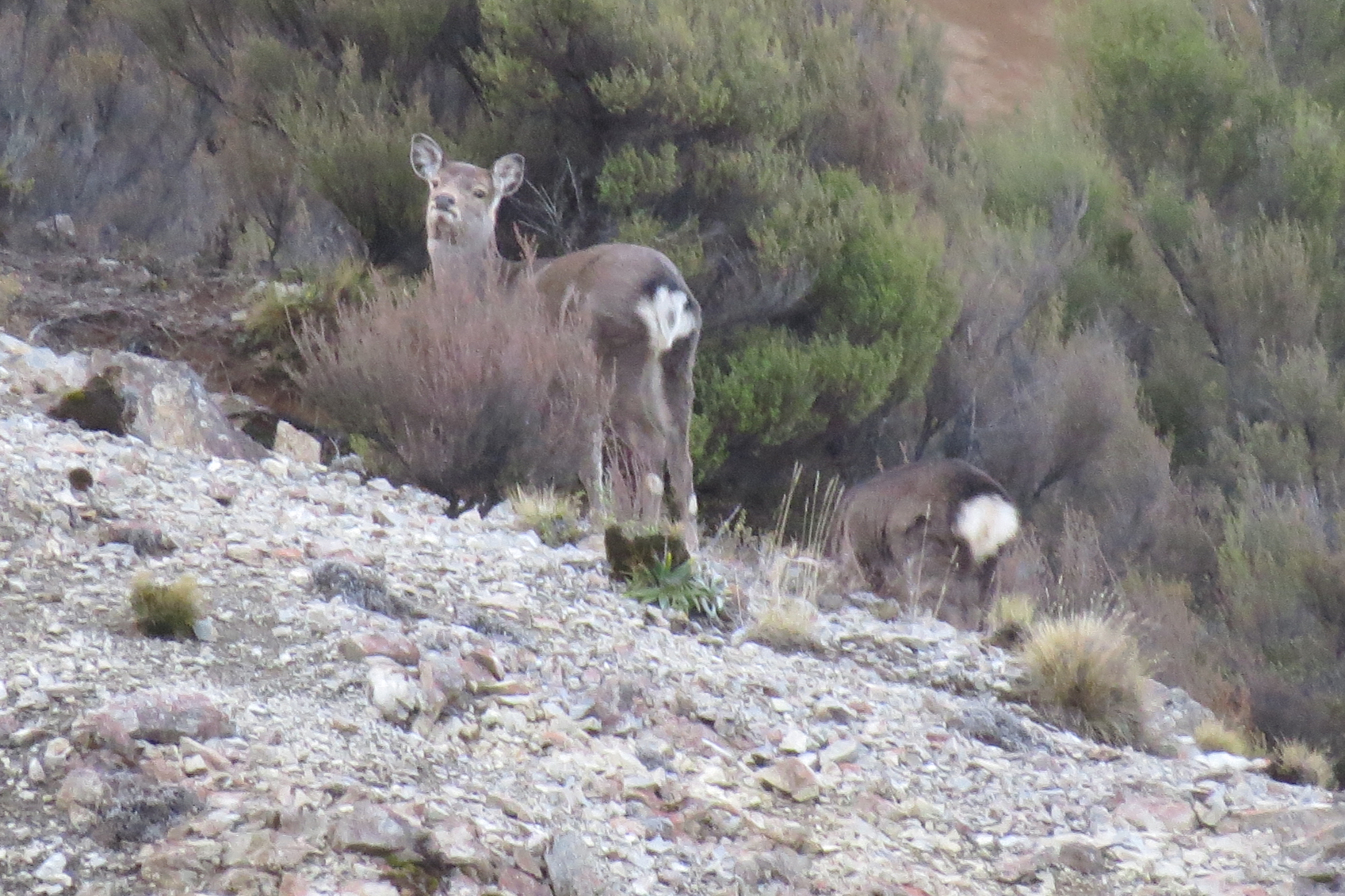 Name:  IMG_0019.JPG
Views: 1105
Size:  2.87 MB
