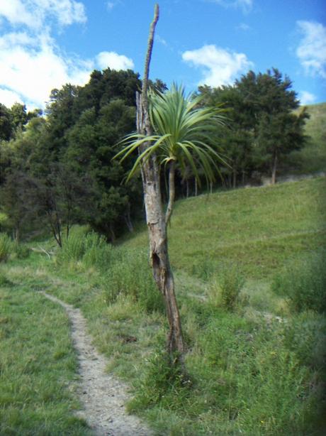 Name:  Cabbage tree.jpg
Views: 510
Size:  47.9 KB