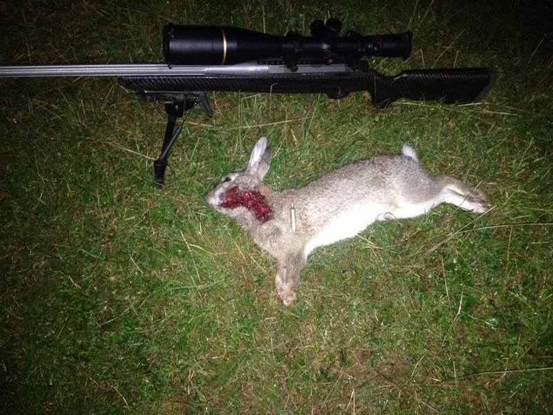 Name:  17 Terminator rabbit pics 003 (800x600).jpg
Views: 1059
Size:  345.5 KB