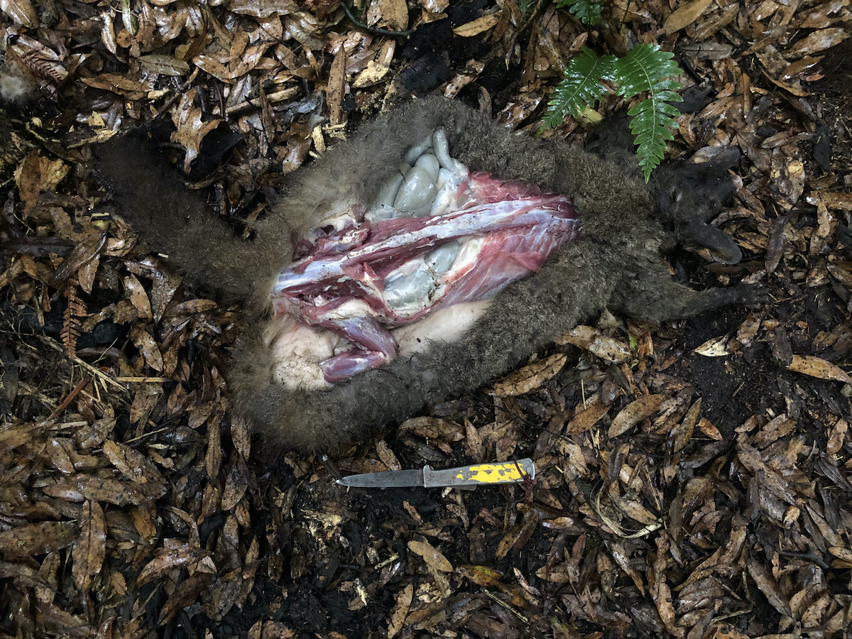 Name:  Possum butchery.jpg
Views: 949
Size:  1.63 MB