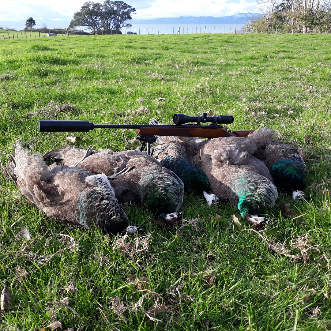 Name:  Peahens - Copy.jpg
Views: 373
Size:  848.7 KB