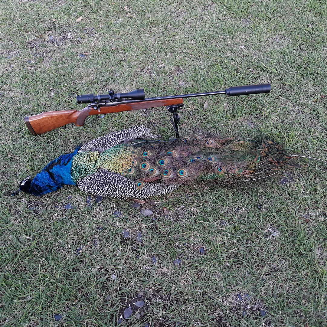 Name:  Peacock - Copy.jpg
Views: 395
Size:  914.5 KB
