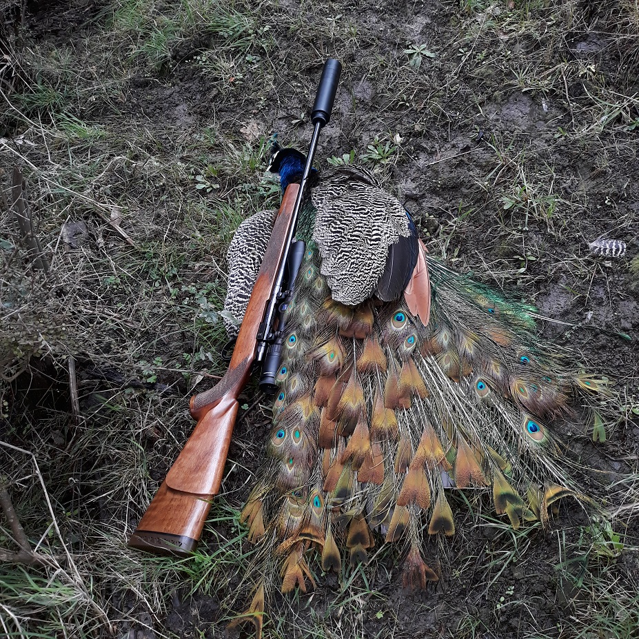 Name:  Peacock_vii - Copy.jpg
Views: 380
Size:  666.7 KB