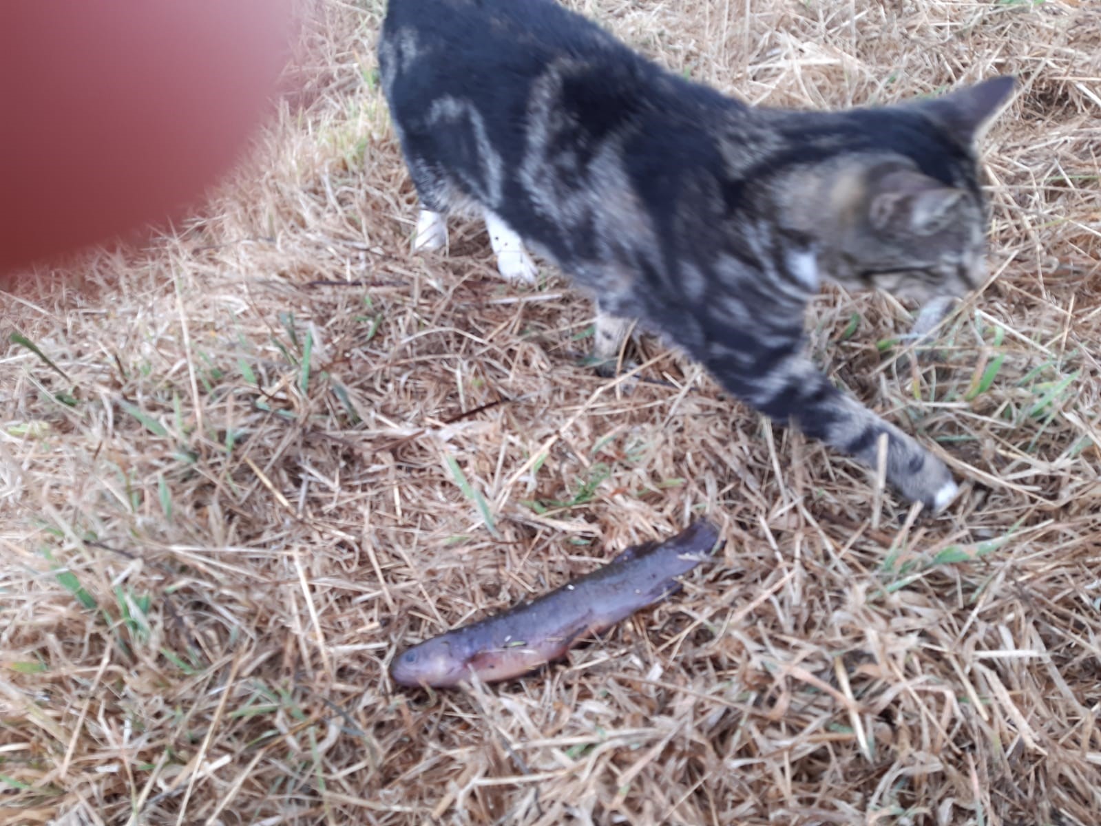 Name:  cat fish.jpg
Views: 375
Size:  368.5 KB