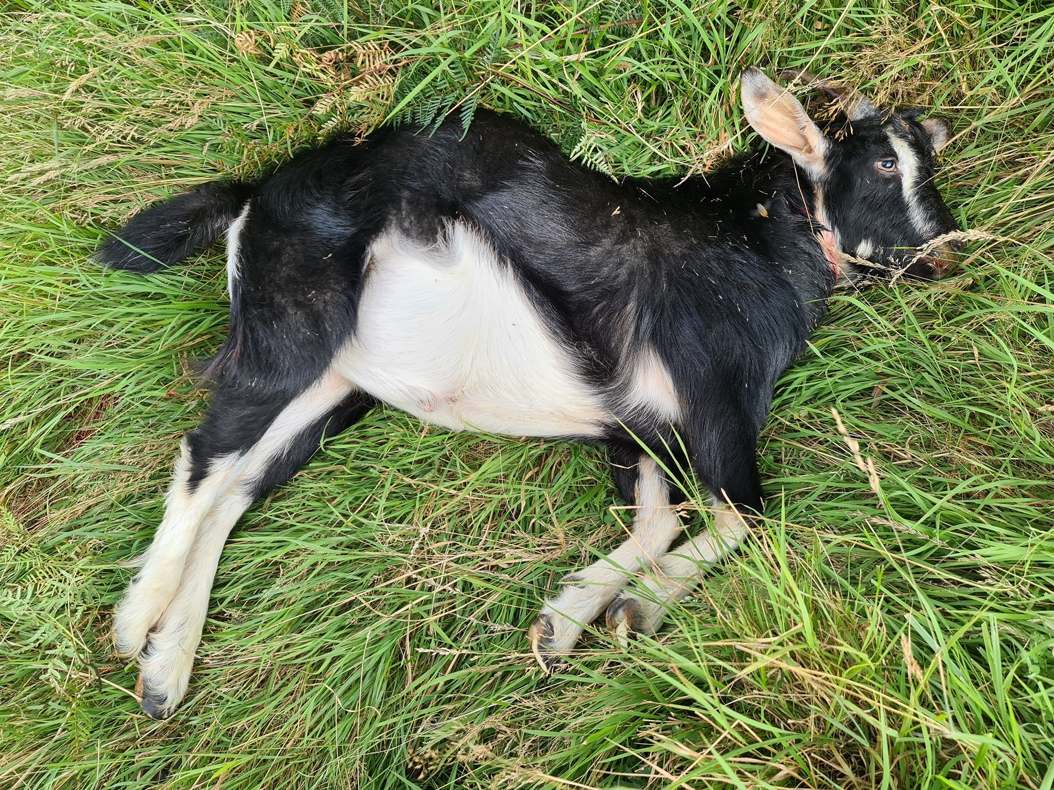 Name:  goat.jpg
Views: 321
Size:  1.27 MB