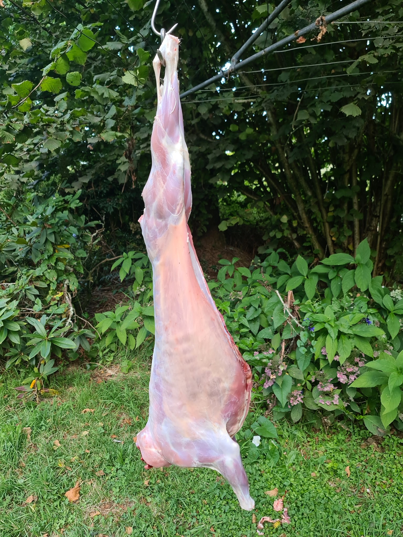Name:  goat.jpg
Views: 282
Size:  840.4 KB