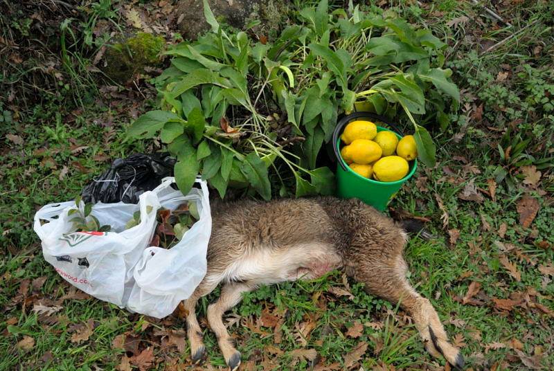 Name:  quince.jpg
Views: 426
Size:  106.9 KB