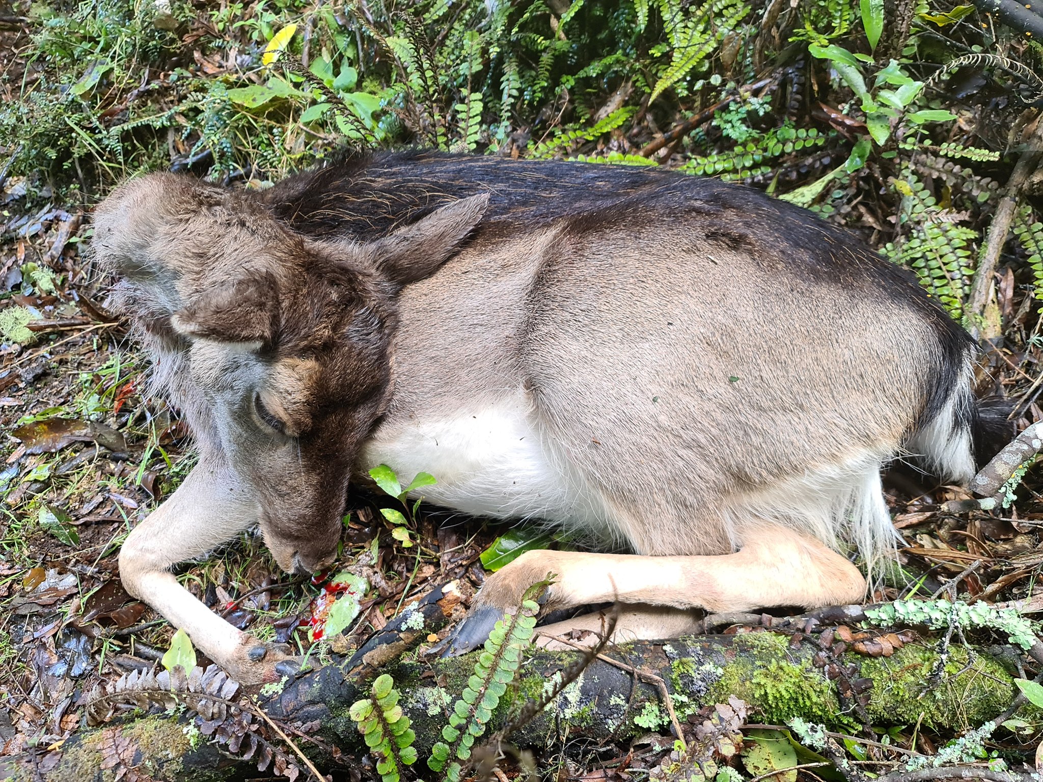 Name:  DEER.jpg
Views: 292
Size:  1.14 MB