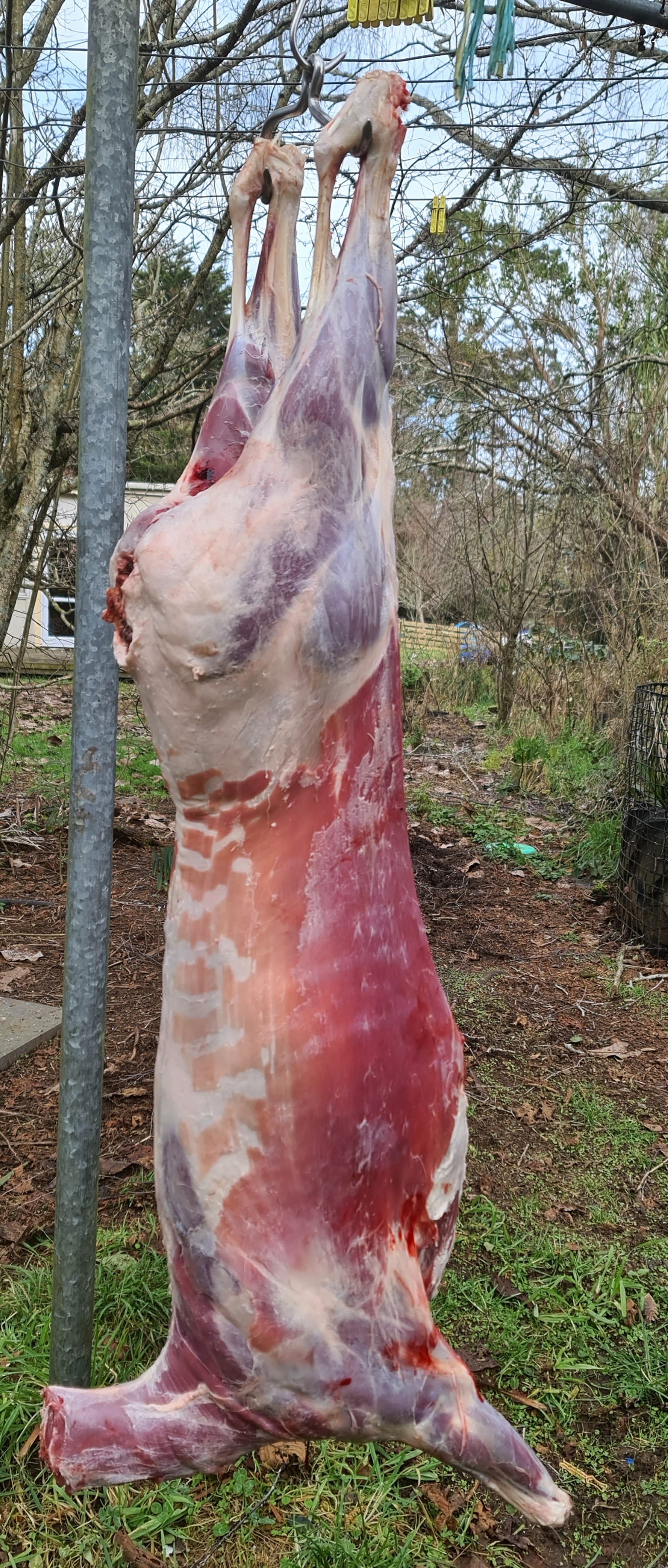 Name:  DEER.jpg
Views: 251
Size:  933.2 KB