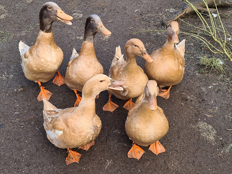 Name:  ducks.jpg
Views: 204
Size:  298.3 KB