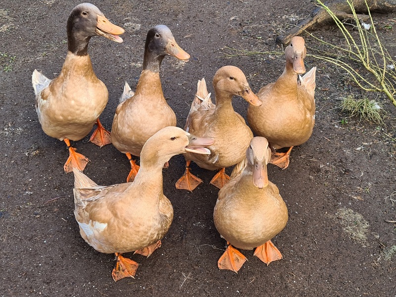 Name:  ducks.jpg
Views: 228
Size:  298.3 KB