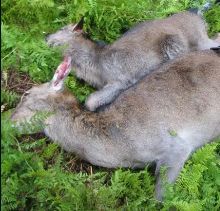Name:  Red 2 hinds down Small.jpg
Views: 357
Size:  15.7 KB