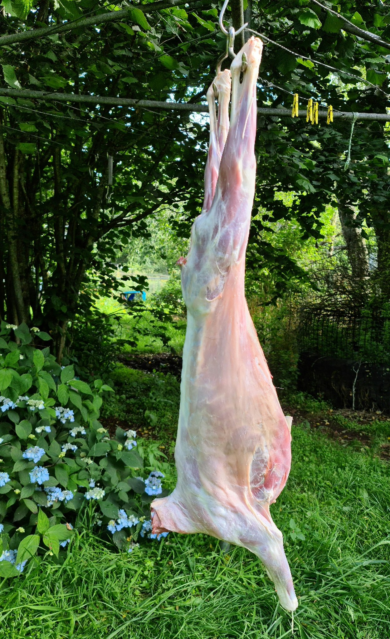 Name:  hanging goat.jpg
Views: 204
Size:  808.3 KB