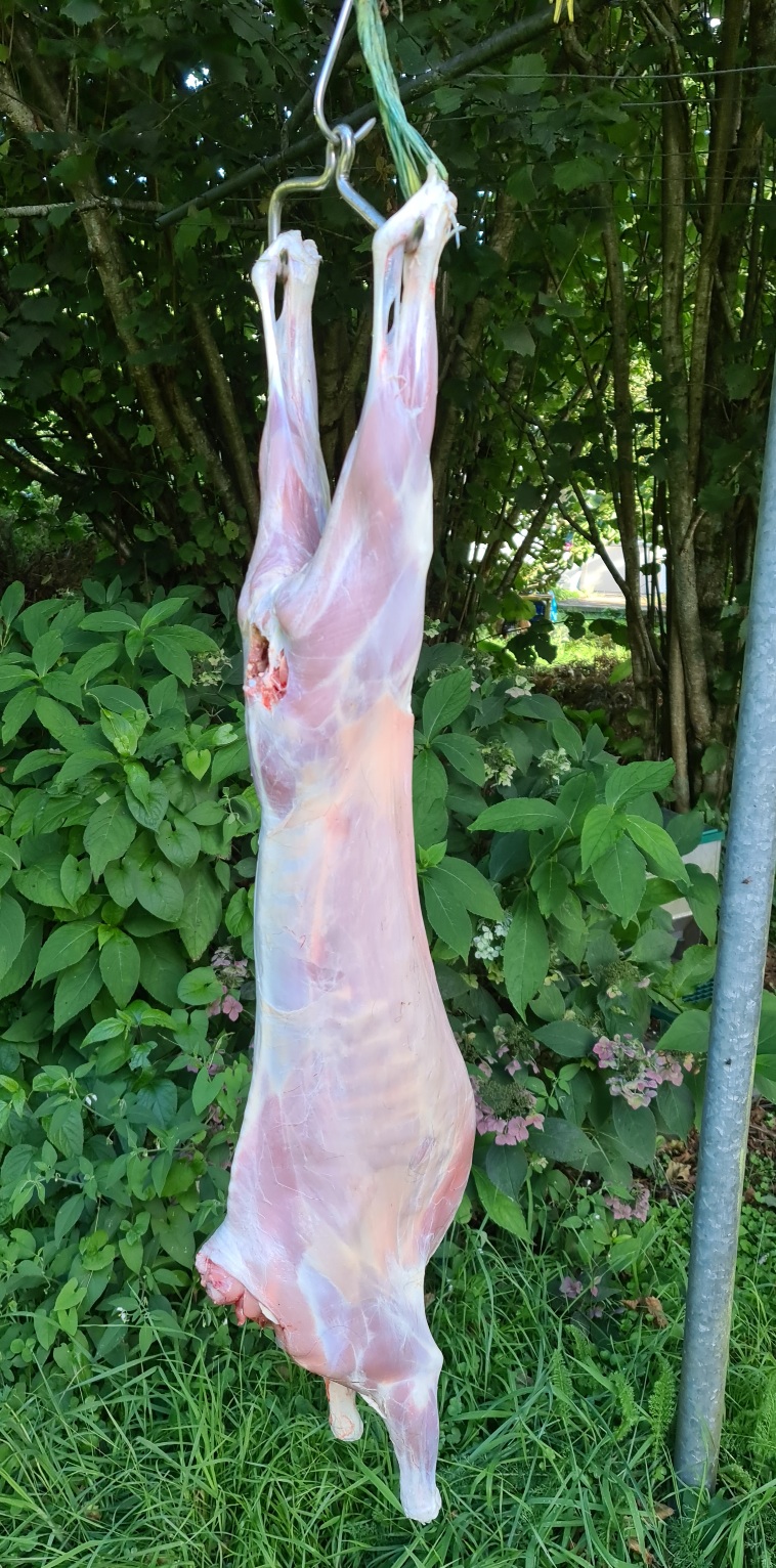 Name:  goat.jpg
Views: 224
Size:  506.7 KB