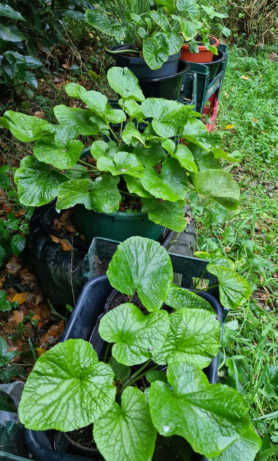 Name:  Wasabi 1.jpg
Views: 248
Size:  706.7 KB