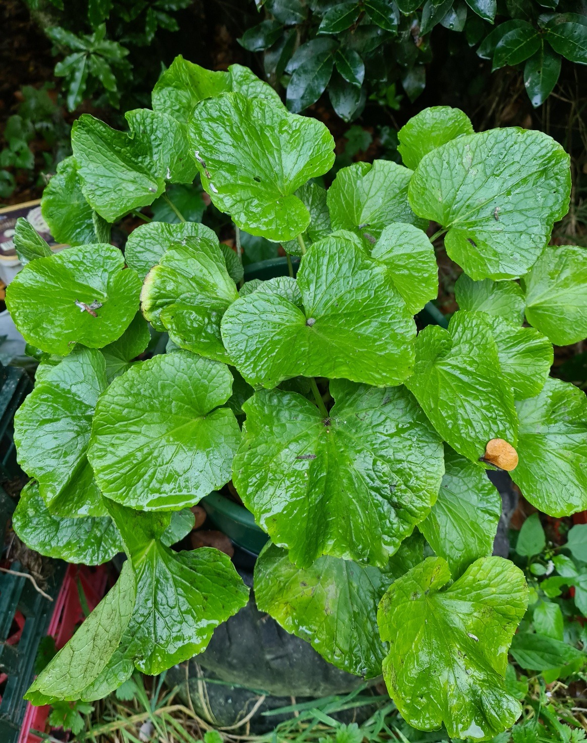 Name:  Wasabi 2.jpg
Views: 245
Size:  672.9 KB
