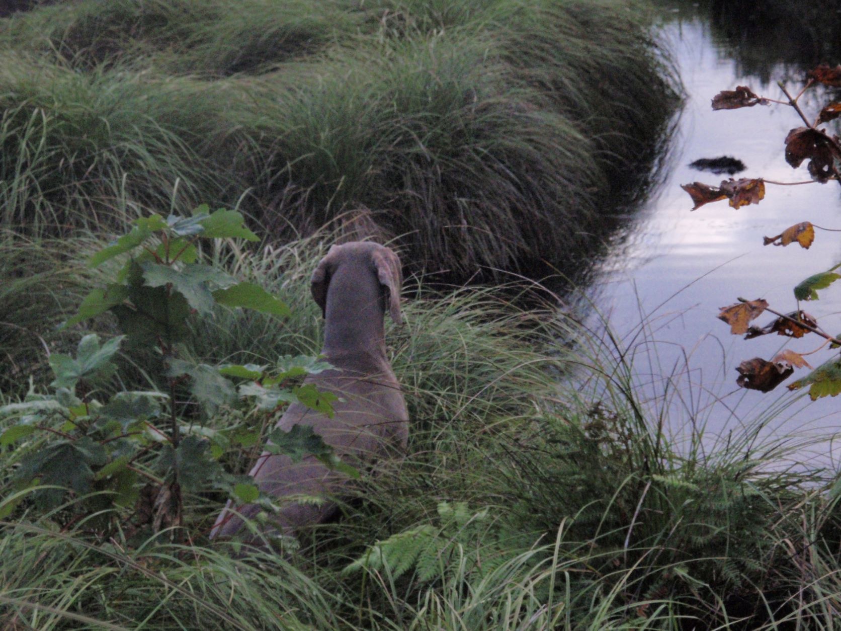 Name:  dog pond.JPG
Views: 339
Size:  334.2 KB