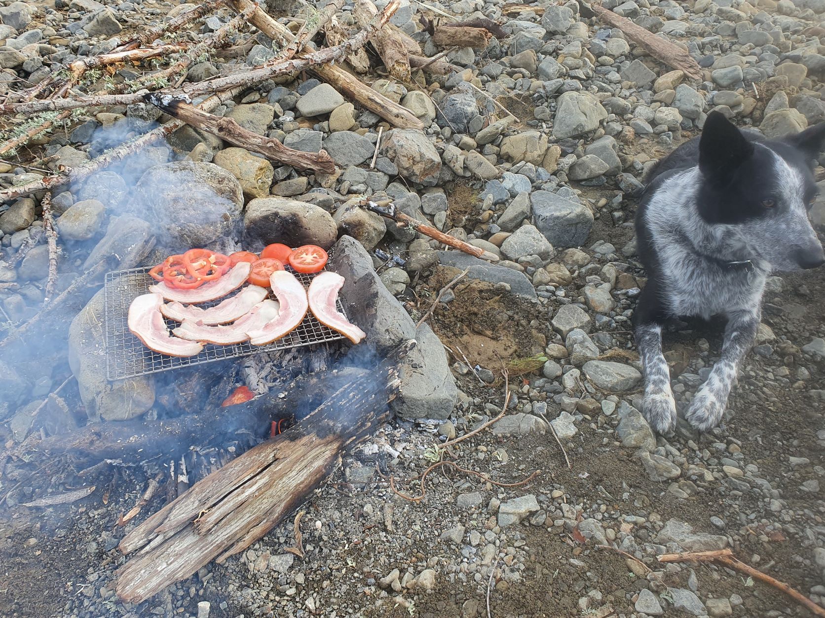 Name:  Bacon and dog.jpg
Views: 326
Size:  671.2 KB