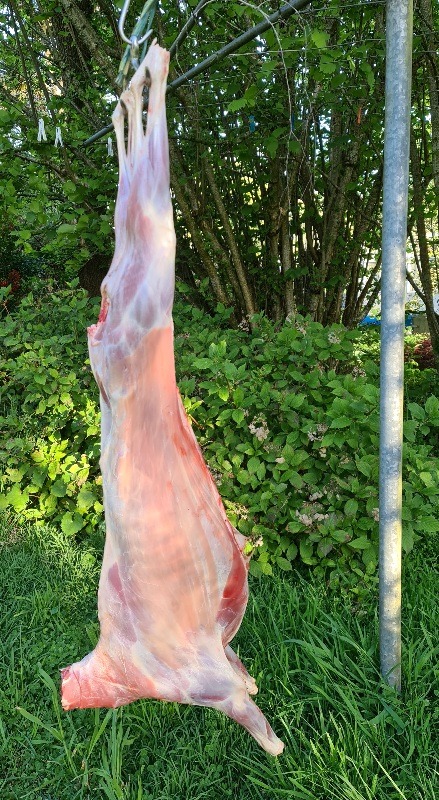 Name:  goat.jpg
Views: 191
Size:  210.4 KB