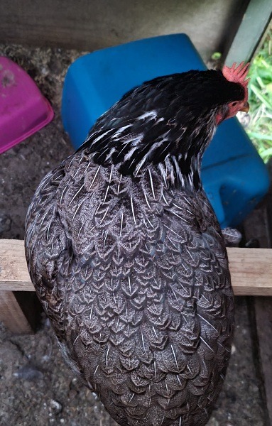 Name:  rooster 2.jpg
Views: 201
Size:  98.5 KB