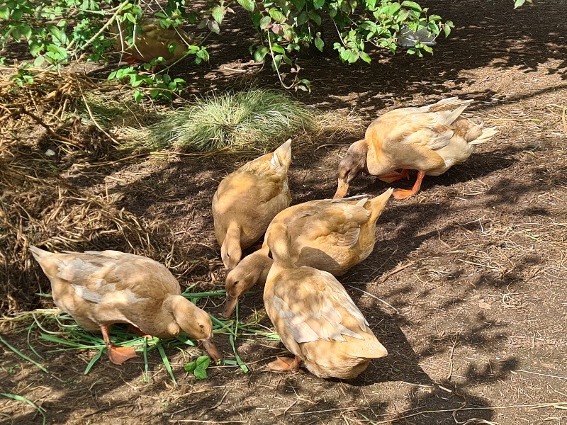Name:  ducks 1.jpg
Views: 298
Size:  296.2 KB
