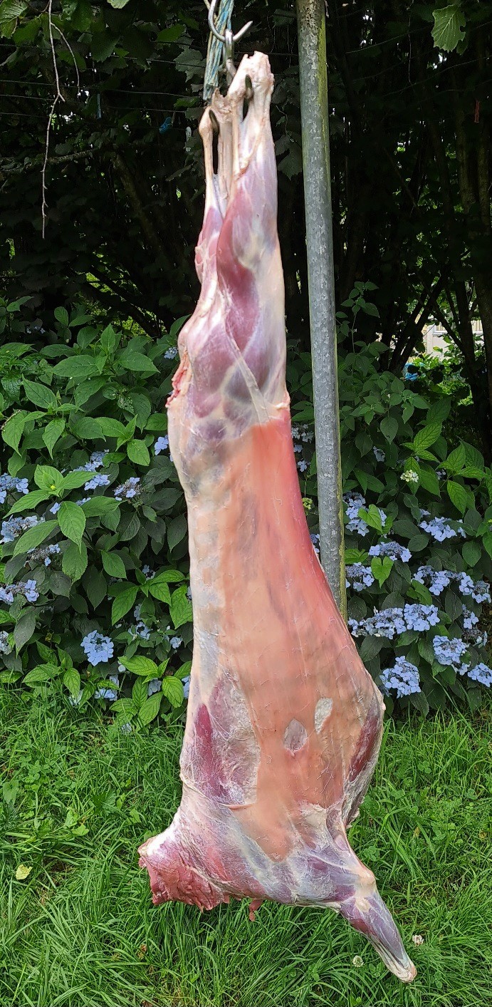 Name:  goat 1.jpg
Views: 217
Size:  468.5 KB