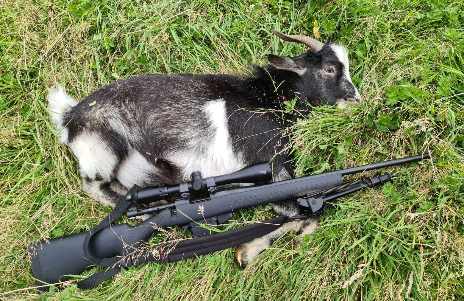Name:  goat and rifle.jpg
Views: 269
Size:  939.9 KB