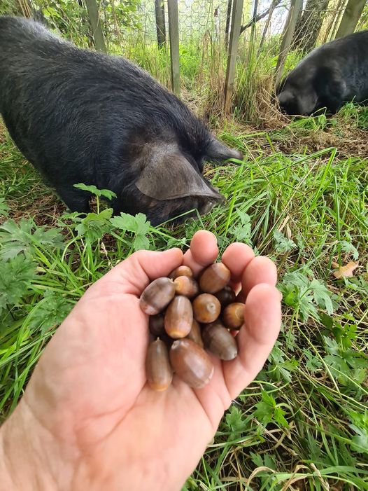 Name:  acorns.jpg
Views: 197
Size:  103.8 KB