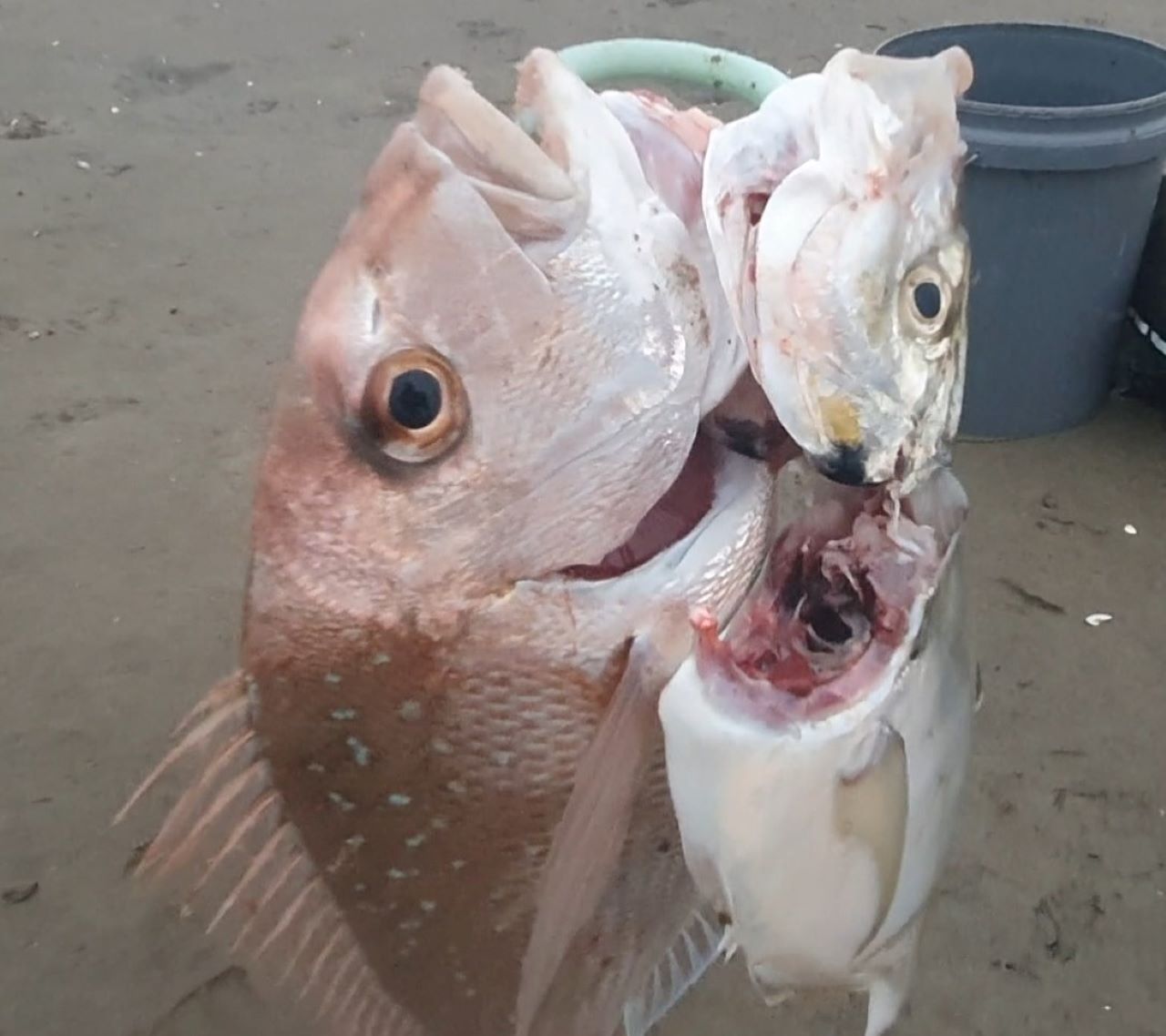 Name:  fish.jpg
Views: 201
Size:  115.8 KB