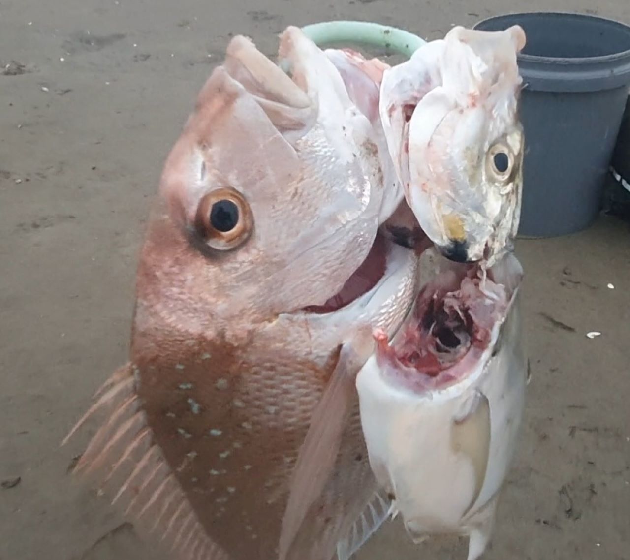 Name:  fish.jpg
Views: 188
Size:  115.8 KB