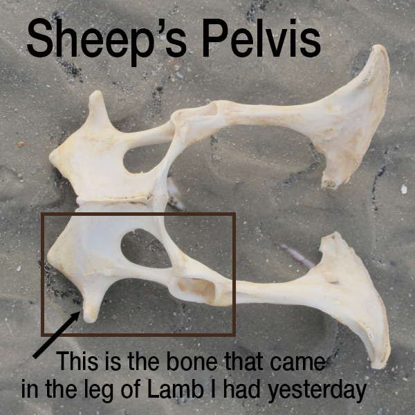 Name:  SheepPelvis.jpg
Views: 255
Size:  124.1 KB
