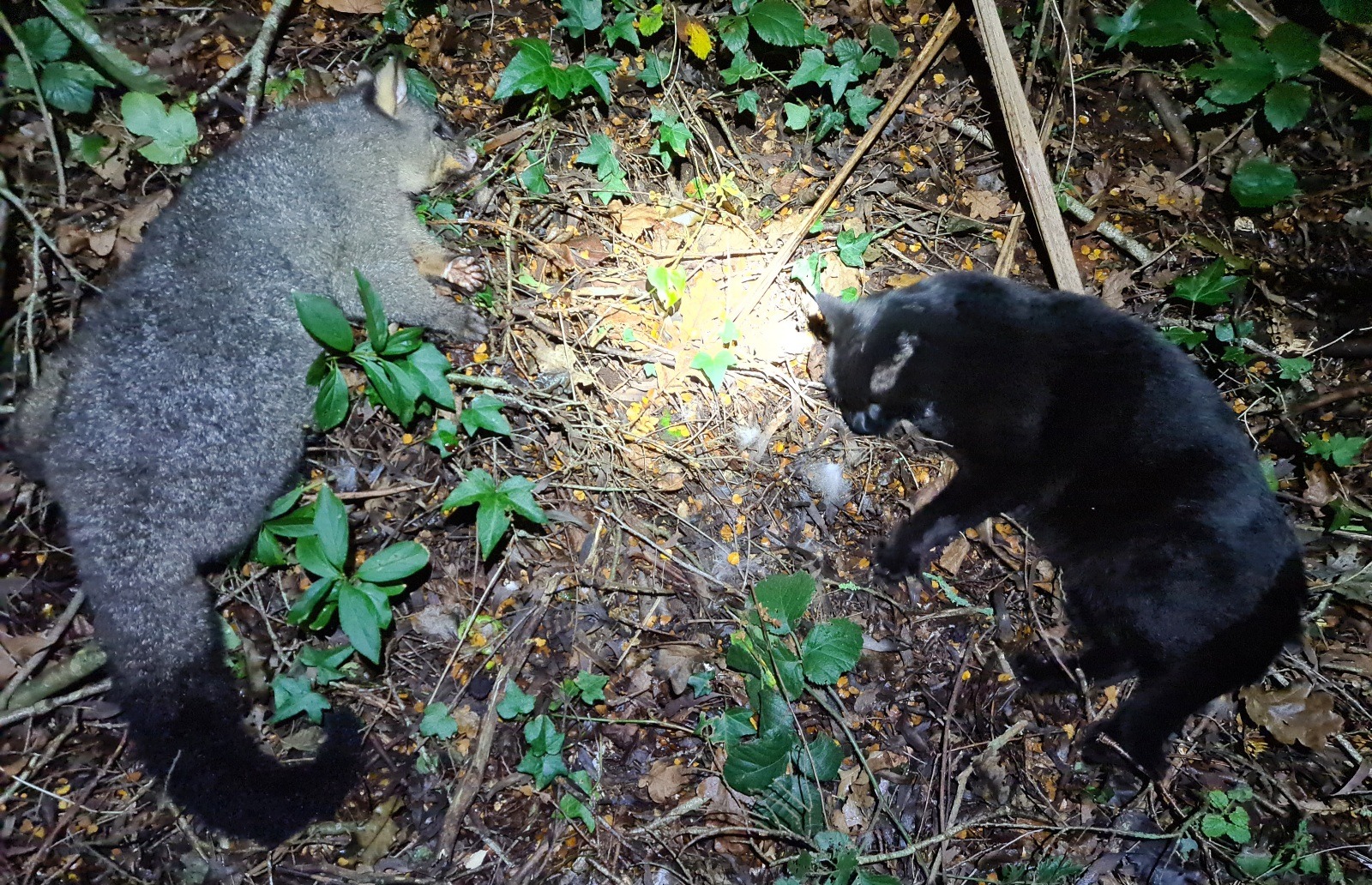 Name:  possum.jpg
Views: 279
Size:  817.2 KB