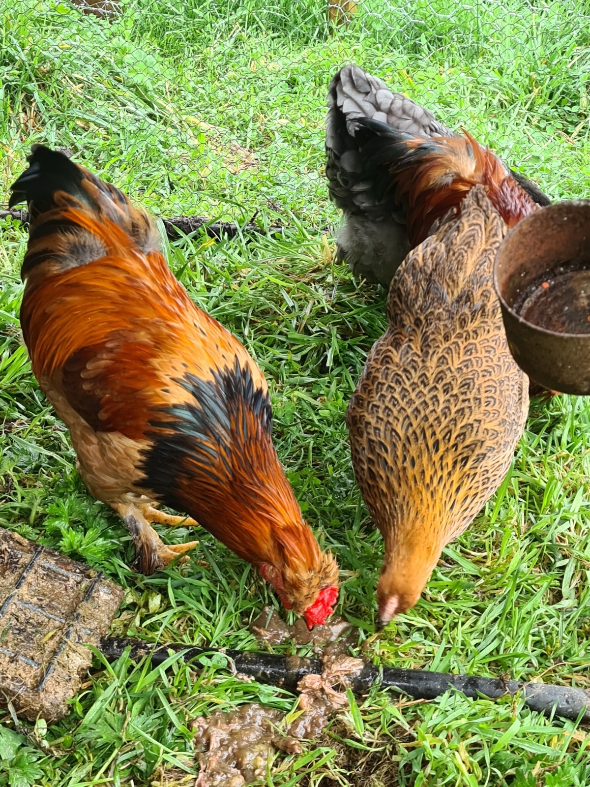 Name:  bantam.jpg
Views: 297
Size:  902.7 KB