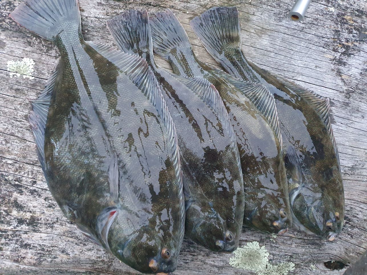 Name:  D-Bay Flounder.jpg
Views: 130
Size:  384.5 KB