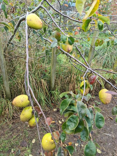 Name:  quince.jpg
Views: 212
Size:  100.1 KB