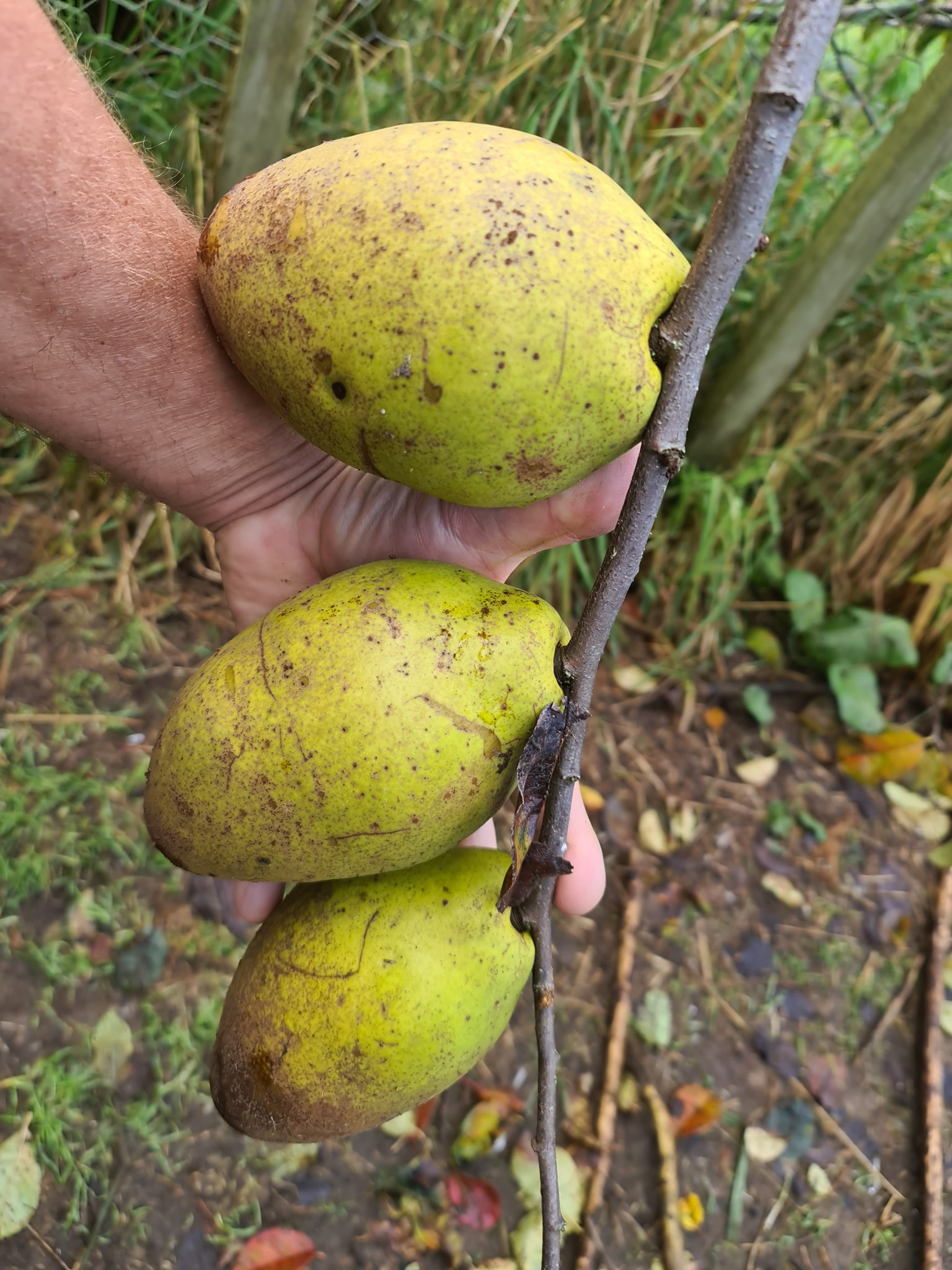 Name:  quince 2.jpg
Views: 217
Size:  478.0 KB