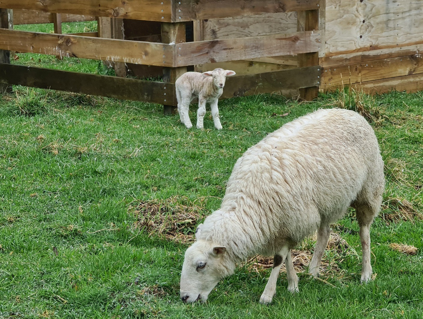 Name:  lamb 3.jpg
Views: 303
Size:  746.8 KB