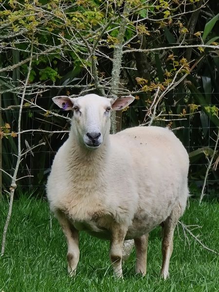 Name:  ewe.jpg
Views: 298
Size:  76.8 KB