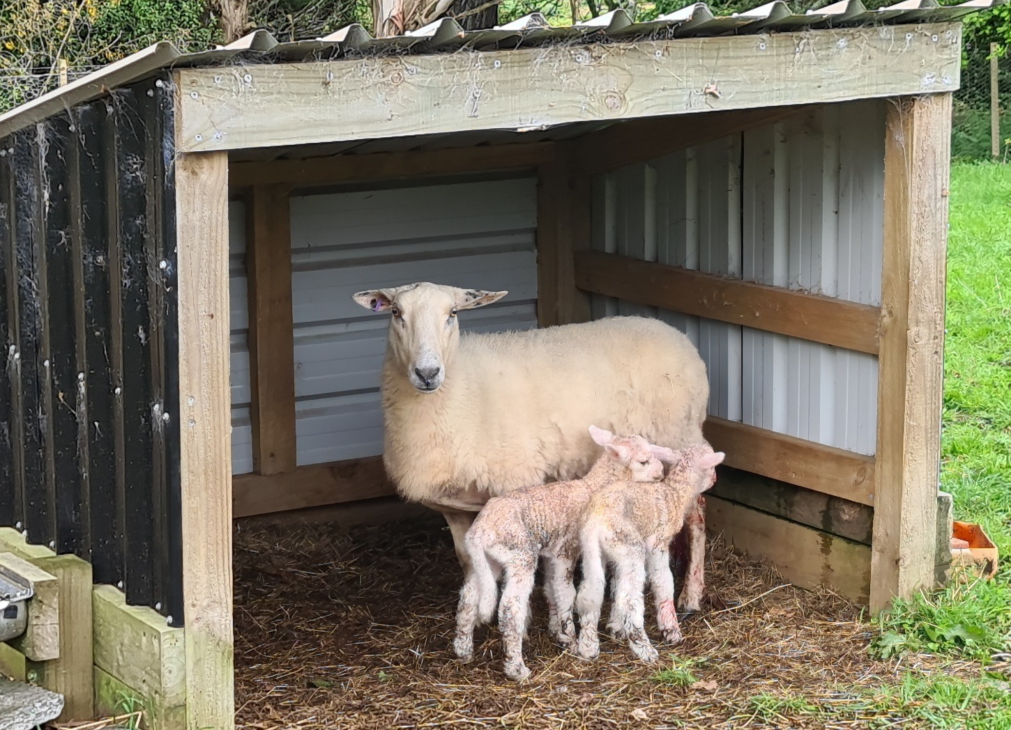 Name:  lamb 2.jpg
Views: 302
Size:  530.4 KB