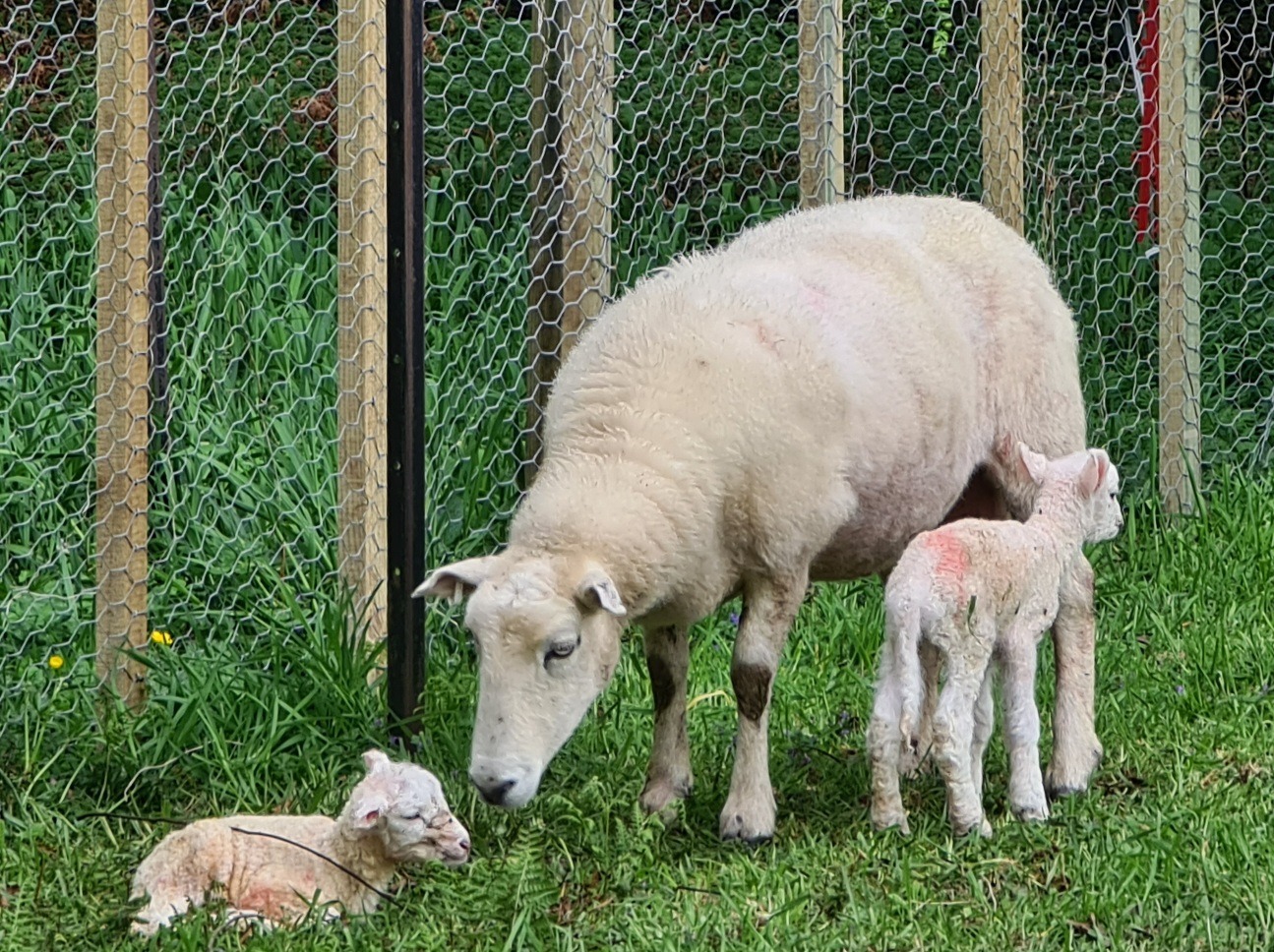 Name:  lamb.jpg
Views: 178
Size:  524.5 KB