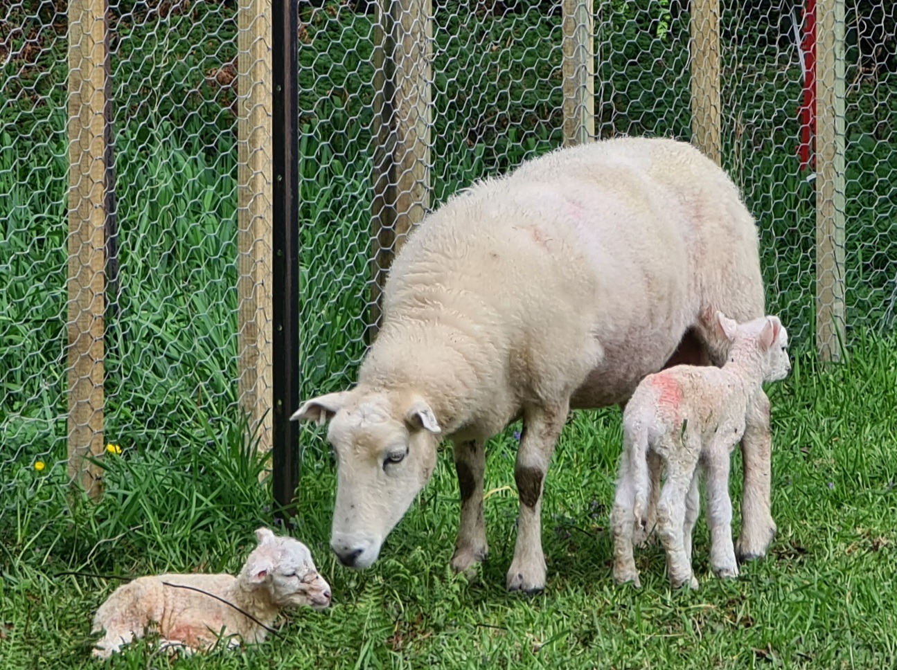 Name:  lamb.jpg
Views: 255
Size:  524.5 KB