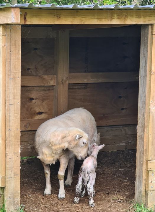 Name:  lamb.jpg
Views: 219
Size:  67.2 KB